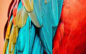 Preview wallpaper parrot, bird, feathers, macro