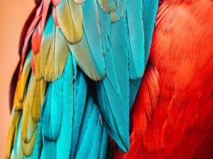 Preview wallpaper parrot, bird, feathers, macro