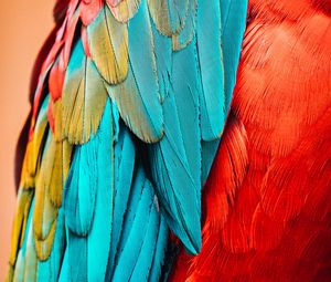 Preview wallpaper parrot, bird, feathers, macro