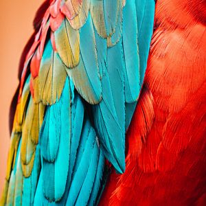 Preview wallpaper parrot, bird, feathers, macro