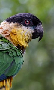 Preview wallpaper parrot, bird, feathers, glance