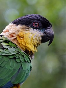 Preview wallpaper parrot, bird, feathers, glance