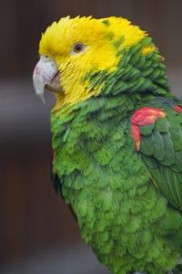 Preview wallpaper parrot, bird, feathers, bright