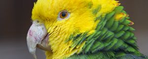 Preview wallpaper parrot, bird, feathers, bright