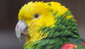 Preview wallpaper parrot, bird, feathers, bright