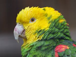 Preview wallpaper parrot, bird, feathers, bright