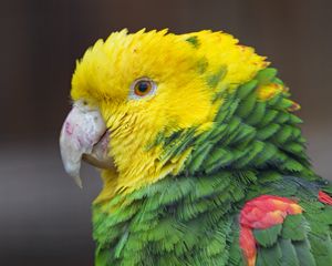 Preview wallpaper parrot, bird, feathers, bright