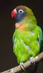 Preview wallpaper parrot, bird, feathers, colorful, branch