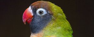 Preview wallpaper parrot, bird, feathers, colorful, branch