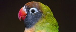 Preview wallpaper parrot, bird, feathers, colorful, branch