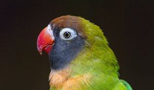 Preview wallpaper parrot, bird, feathers, colorful, branch