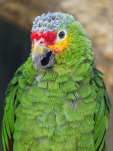 Preview wallpaper parrot, bird, feathers, beak, green