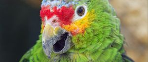 Preview wallpaper parrot, bird, feathers, beak, green