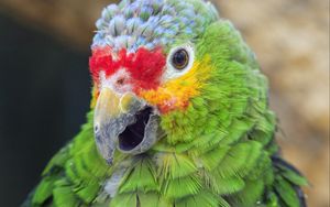 Preview wallpaper parrot, bird, feathers, beak, green