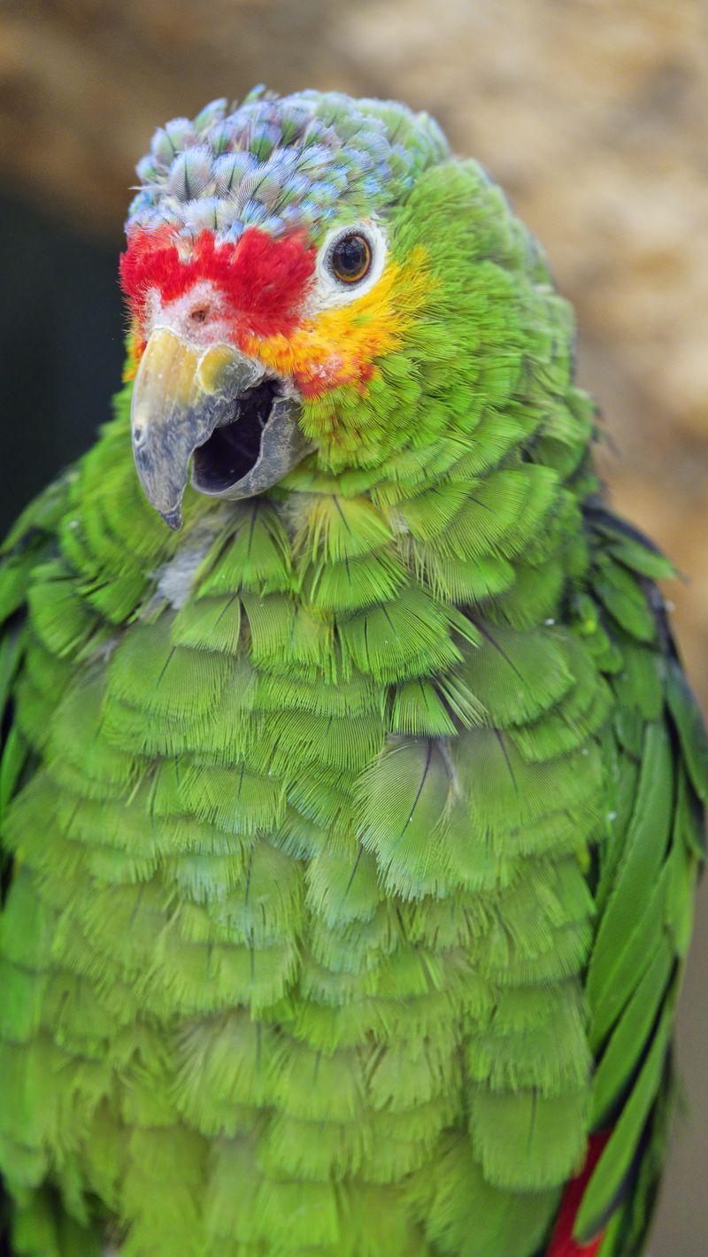 Download wallpaper 800x1420 parrot, bird, feathers, beak, green iphone ...