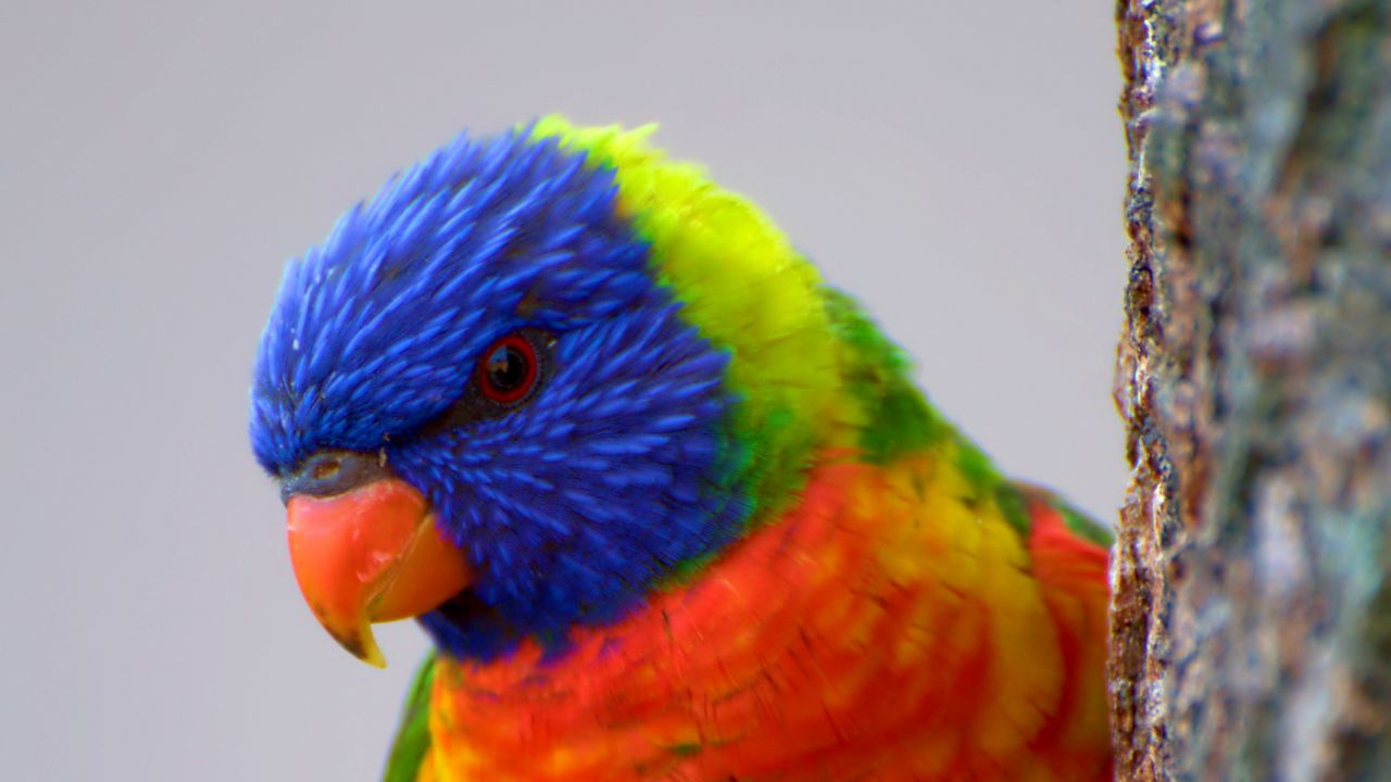 Wallpaper parrot, bird, feathers, colorful, bright