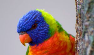 Preview wallpaper parrot, bird, feathers, colorful, bright