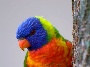 Preview wallpaper parrot, bird, feathers, colorful, bright