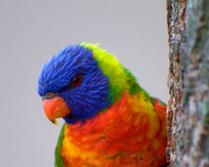 Preview wallpaper parrot, bird, feathers, colorful, bright
