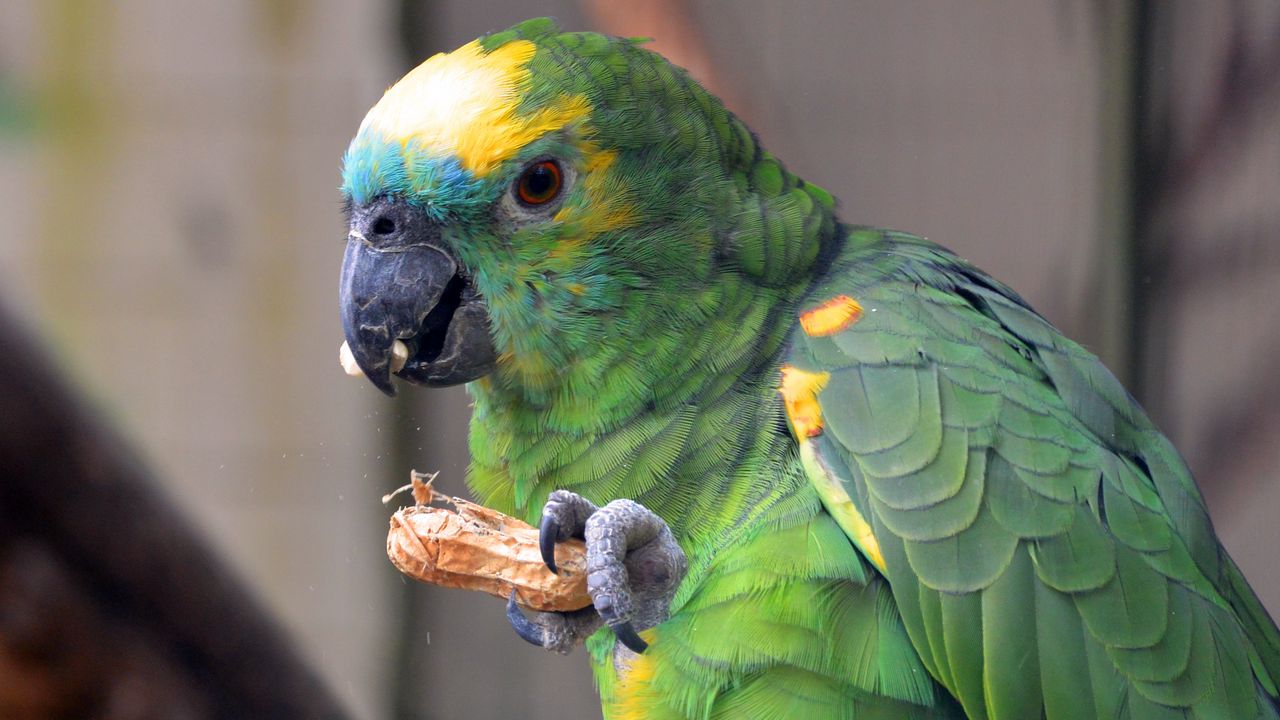 Wallpaper parrot, bird, food, color