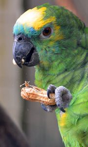 Preview wallpaper parrot, bird, food, color