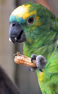 Preview wallpaper parrot, bird, food, color