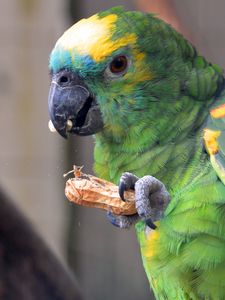 Preview wallpaper parrot, bird, food, color