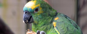 Preview wallpaper parrot, bird, food, color