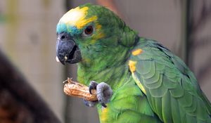 Preview wallpaper parrot, bird, food, color