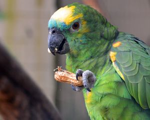 Preview wallpaper parrot, bird, food, color