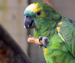 Preview wallpaper parrot, bird, food, color