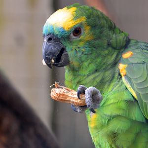 Preview wallpaper parrot, bird, food, color