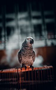 Preview wallpaper parrot, bird, glance, cage, focus