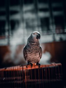 Preview wallpaper parrot, bird, glance, cage, focus