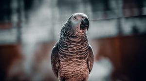 Preview wallpaper parrot, bird, glance, cage, focus