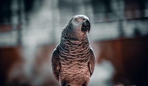 Preview wallpaper parrot, bird, glance, cage, focus