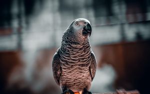 Preview wallpaper parrot, bird, glance, cage, focus