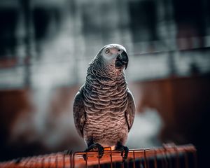 Preview wallpaper parrot, bird, glance, cage, focus