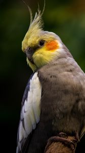 Preview wallpaper parrot, bird, glance
