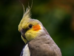 Preview wallpaper parrot, bird, glance