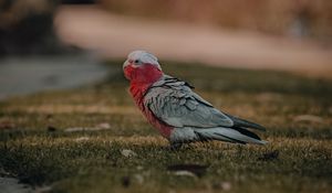 Preview wallpaper parrot, bird, grass