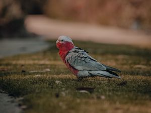 Preview wallpaper parrot, bird, grass