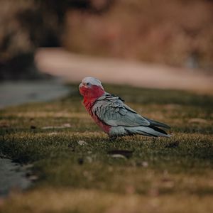 Preview wallpaper parrot, bird, grass