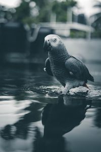 Preview wallpaper parrot, bird, gray, water