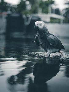 Preview wallpaper parrot, bird, gray, water