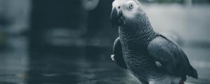 Preview wallpaper parrot, bird, gray, water