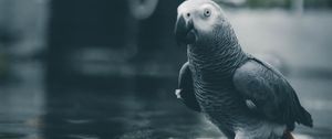 Preview wallpaper parrot, bird, gray, water