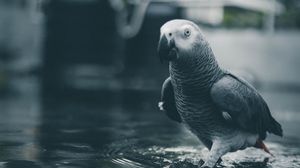 Preview wallpaper parrot, bird, gray, water