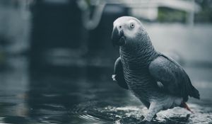 Preview wallpaper parrot, bird, gray, water