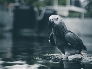 Preview wallpaper parrot, bird, gray, water